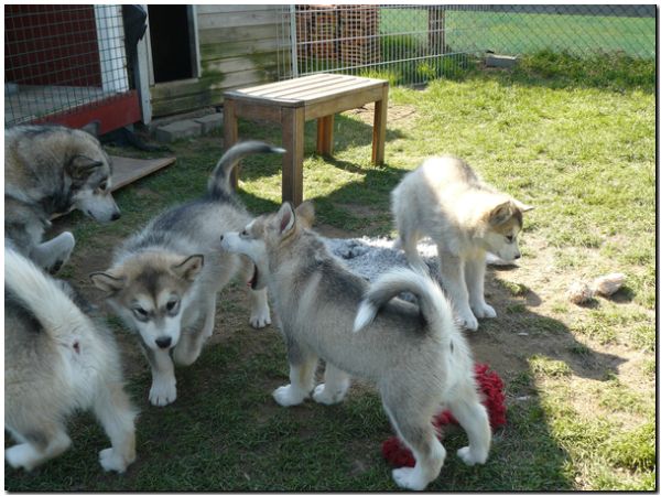 E Wurf 8 Wochen 053.jpg